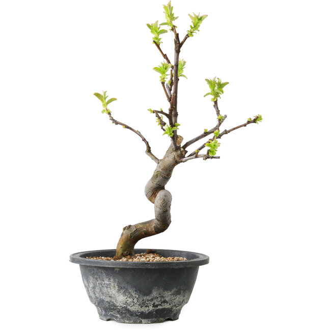 Pseudocydonia sinensis, 27 cm, ± 12 jaar oud