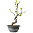 Pseudocydonia sinensis, 27 cm, ± 12 years old