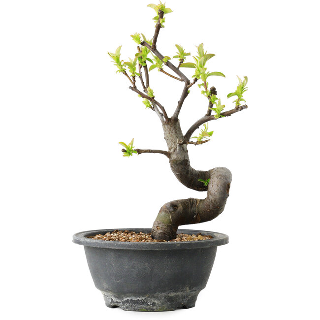 Pseudocydonia sinensis, 24 cm, ± 12 jaar oud