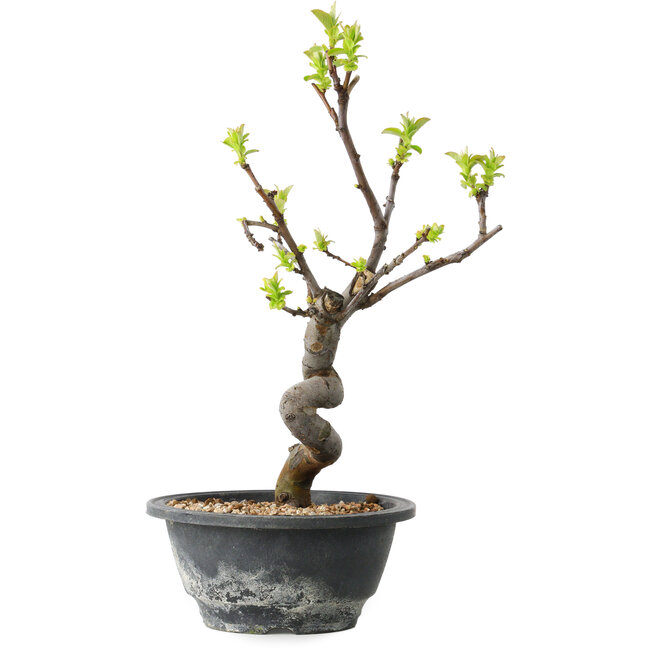 Pseudocydonia sinensis, 27 cm, ± 12 años