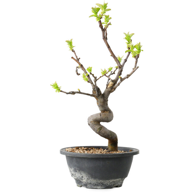 Pseudocydonia sinensis, 27 cm, ± 12 jaar oud