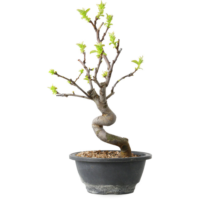 Pseudocydonia sinensis, 27 cm, ± 12 years old