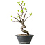 Pseudocydonia sinensis, 27 cm, ± 12 years old