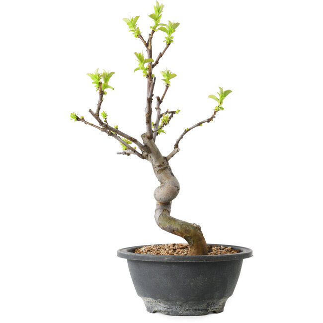 Pseudocydonia sinensis, 27 cm, ± 12 Jahre alt