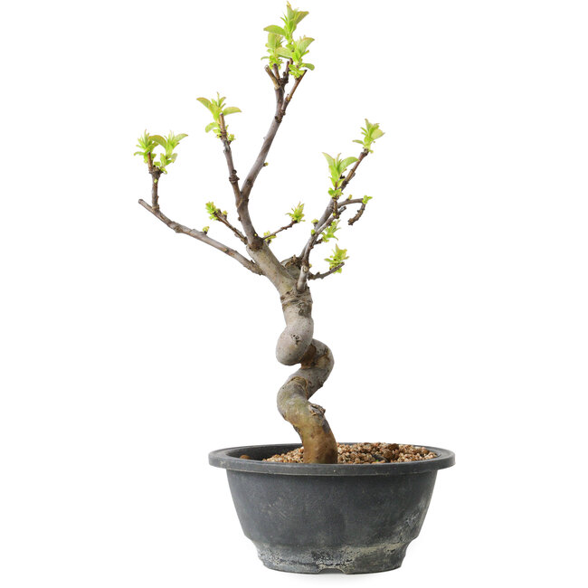 Pseudocydonia sinensis, 27 cm, ± 12 jaar oud