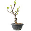 Pseudocydonia sinensis, 27 cm, ± 12 years old