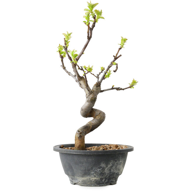 Pseudocydonia sinensis, 27 cm, ± 12 ans