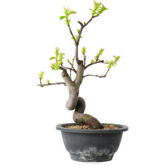 Pseudocydonia sinensis, 27 cm, ± 12 jaar oud