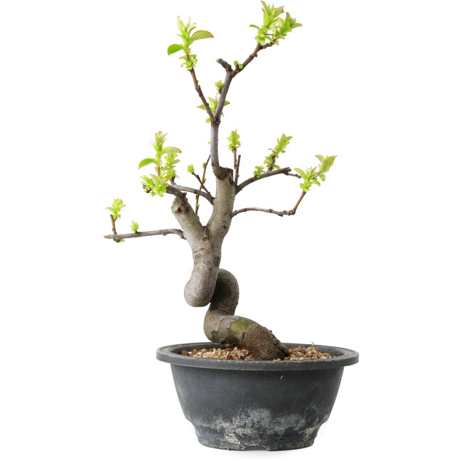 Pseudocydonia sinensis, 27 cm, ± 12 jaar oud