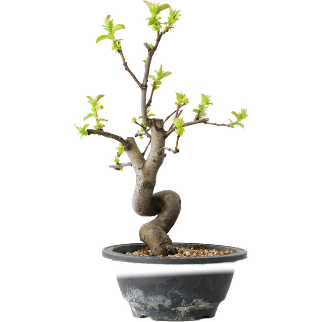 Pseudocydonia sinensis, 27 cm, ± 12 años