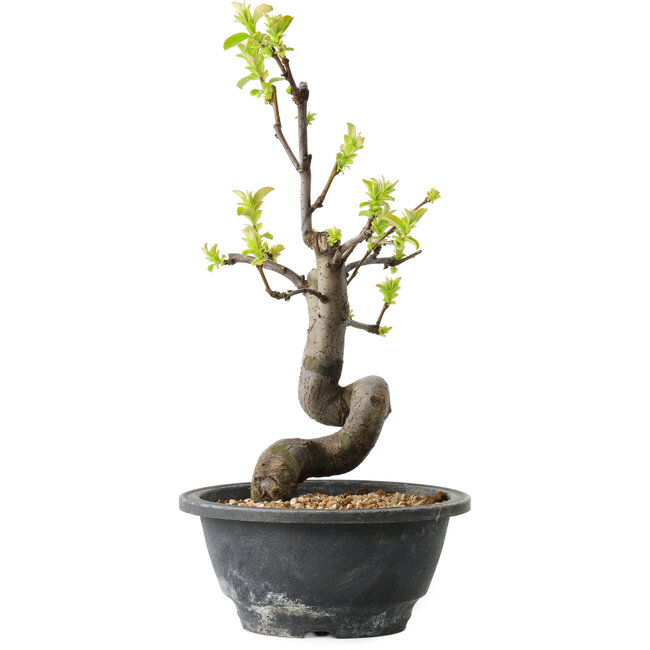 Pseudocydonia sinensis, 27 cm, ± 12 years old