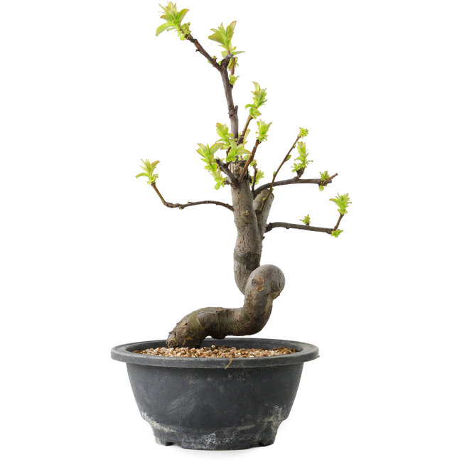 Pseudocydonia sinensis, 27 cm, ± 12 años