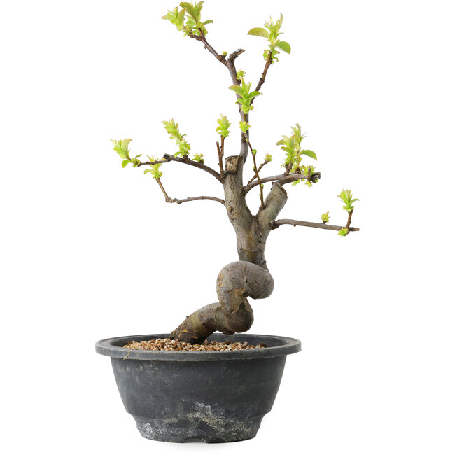 Pseudocydonia sinensis, 27 cm, ± 12 years old