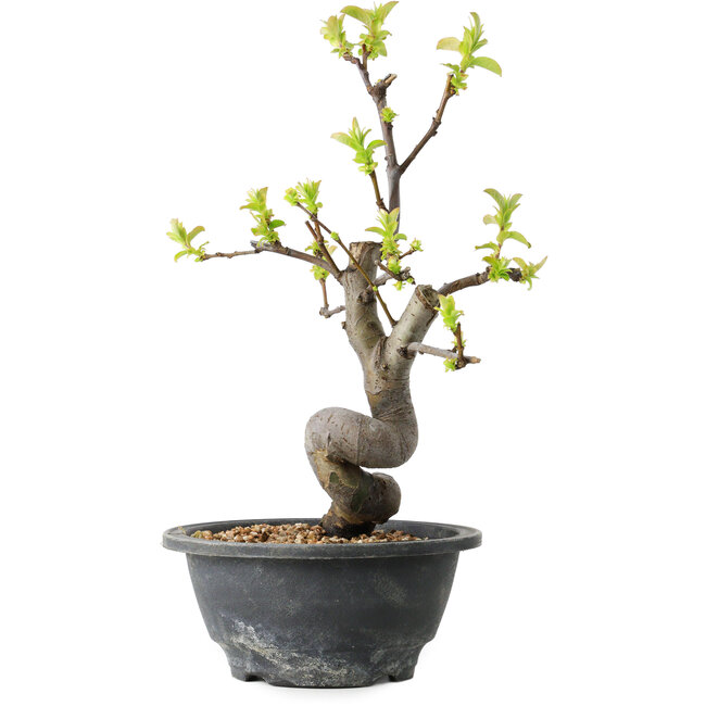 Pseudocydonia sinensis, 27 cm, ± 12 jaar oud