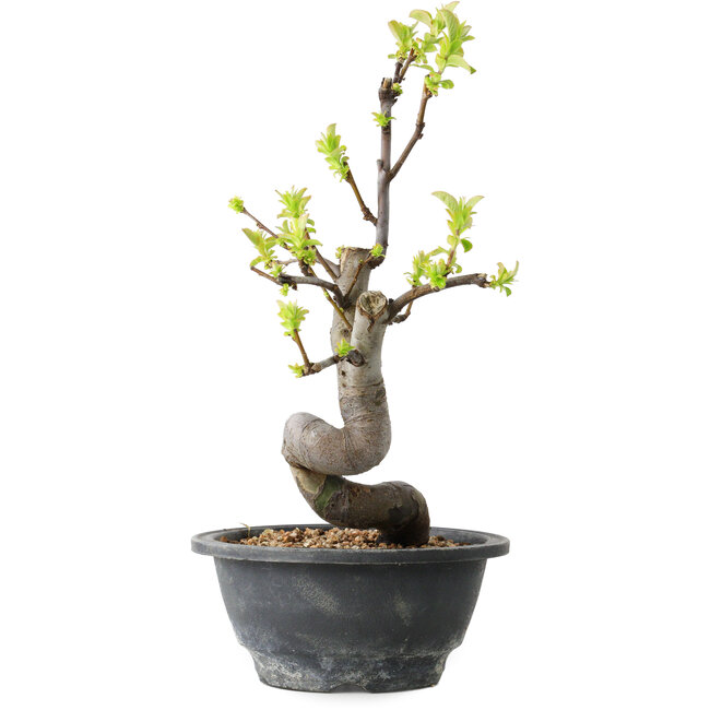 Pseudocydonia sinensis, 27 cm, ± 12 años