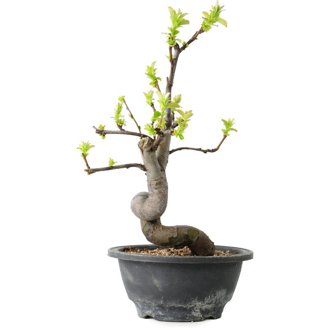 Pseudocydonia sinensis, 27 cm, ± 12 years old