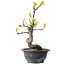 Pseudocydonia sinensis, 27 cm, ± 12 years old