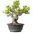 Malus, 27 cm, ± 20 ans