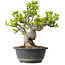 Malus, 27 cm, ± 20 jaar oud