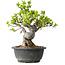 Malus, 27 cm, ± 20 ans