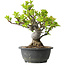 Malus, 27 cm, ± 20 jaar oud