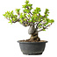 Malus, 27 cm, ± 20 ans