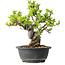 Malus, 27 cm, ± 20 jaar oud