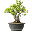 Malus, 27 cm, ± 20 jaar oud