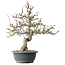 Malus, 37 cm, ± 20 jaar oud