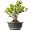Malus, 27 cm, ± 20 ans