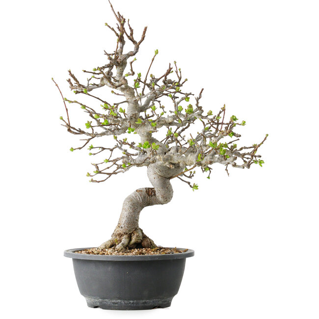 Malus, 37 cm, ± 20 años