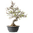 Malus, 37 cm, ± 20 jaar oud