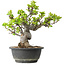 Malus, 27 cm, ± 20 ans