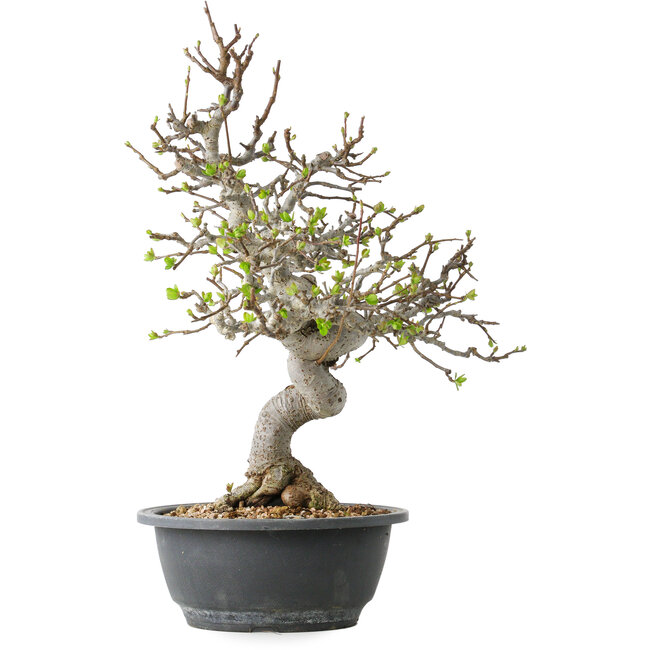 Malus, 37 cm, ± 20 jaar oud