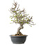 Malus, 37 cm, ± 20 jaar oud