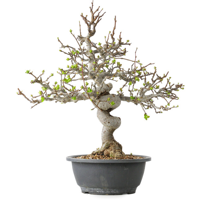 Malus, 37 cm, ± 20 ans