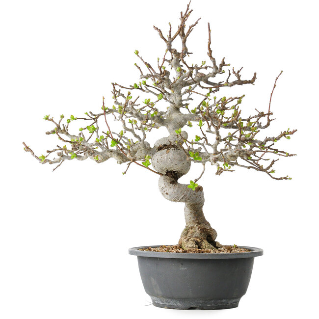 Malus, 37 cm, ± 20 Jahre alt