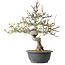 Malus, 37 cm, ± 20 jaar oud