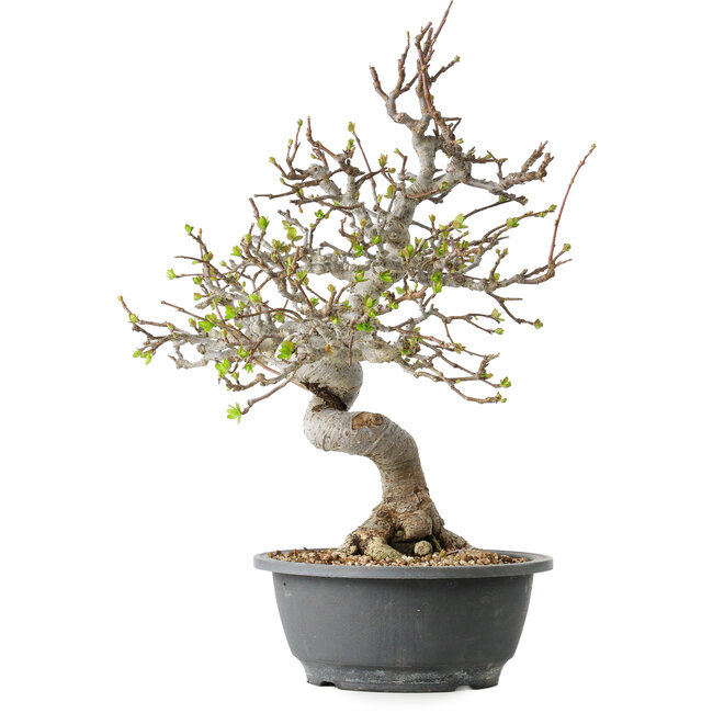 Malus, 37 cm, ± 20 jaar oud