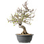 Malus, 37 cm, ± 20 jaar oud