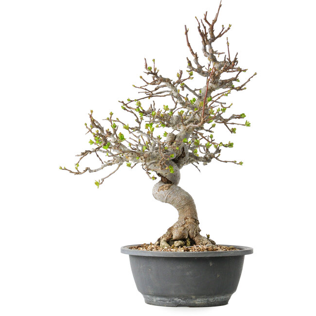 Malus, 37 cm, ± 20 Jahre alt