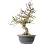 Malus, 37 cm, ± 20 jaar oud