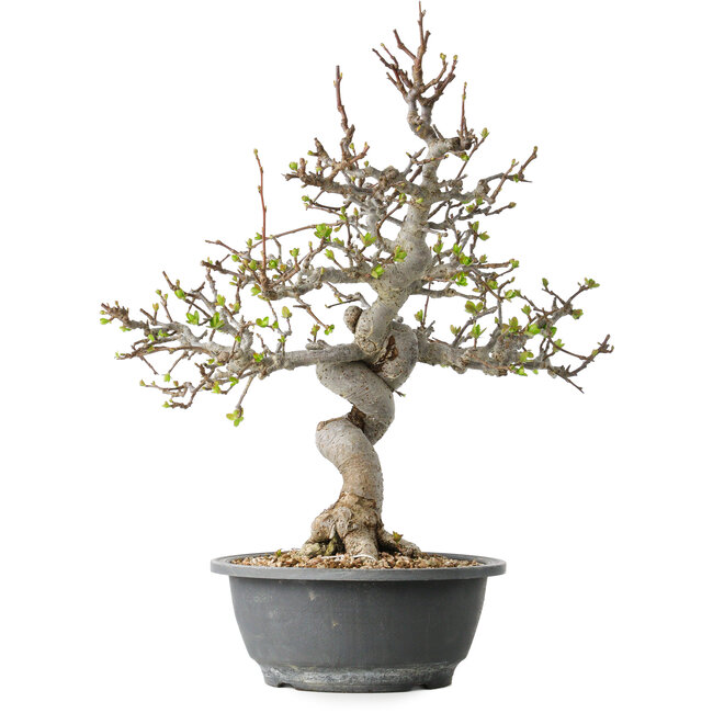 Malus, 37 cm, ± 20 Jahre alt