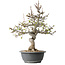Malus, 37 cm, ± 20 jaar oud