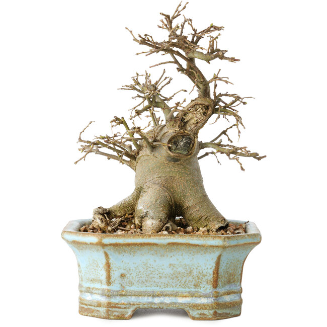 Celtis sinensis, 14 cm, ± 20 jaar oud