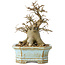 Celtis sinensis, 14 cm, ± 20 jaar oud