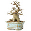 Celtis sinensis, 14 cm, ± 20 jaar oud