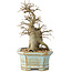 Celtis sinensis, 14 cm, ± 20 jaar oud