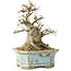 Celtis sinensis, 14 cm, ± 20 jaar oud