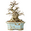 Celtis sinensis, 14 cm, ± 20 jaar oud